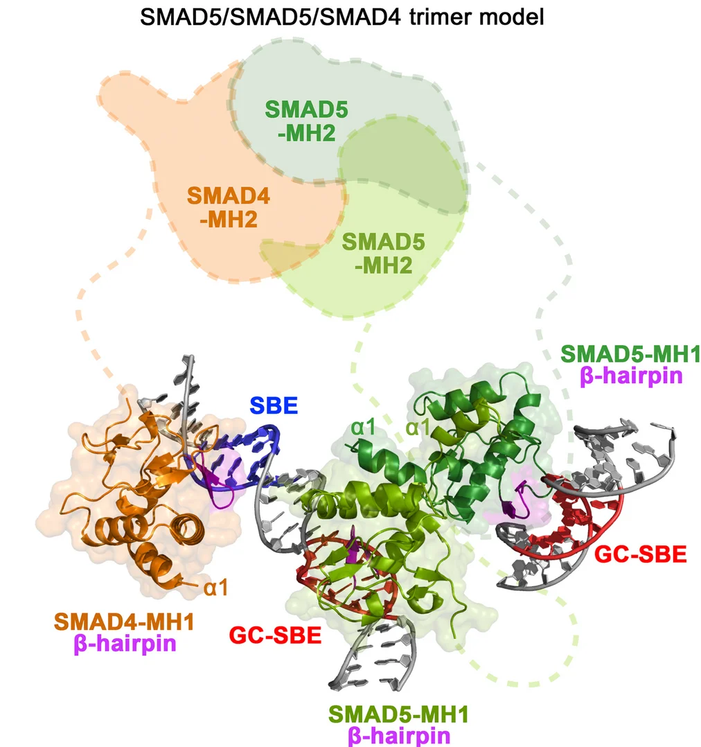 Open access visualization of Protein Structure, SMAD5/5/4 Complex, ID-like composite motif, GC-SBE Motif, SMAD5-MH1