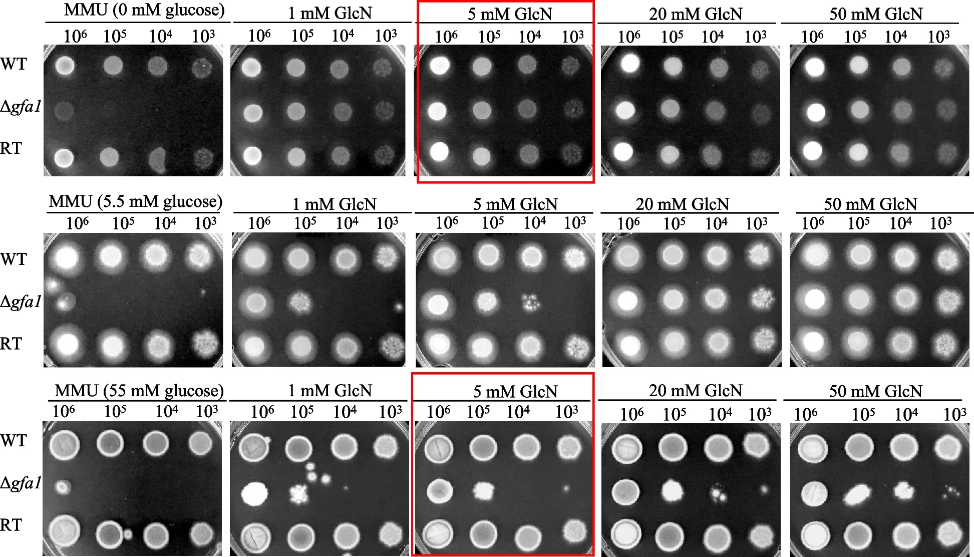Open access visualization of Gel, Glucose, GlcN, Conidia, WT