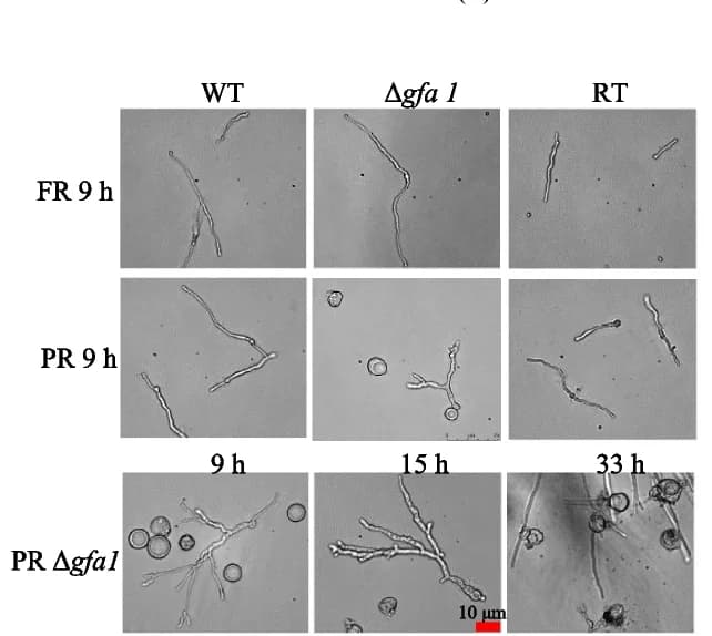Open access visualization of Microscopy, Germination, Differential Interference Contrast Microscope