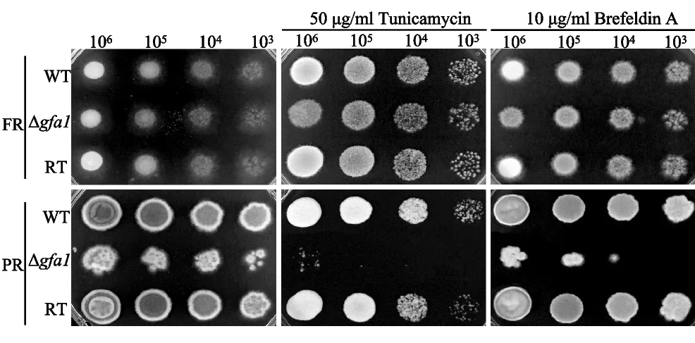 Open access visualization of Gel, Δ gfa1 Mutant, ER Stressors, Tunicamycin, Brefeldin A