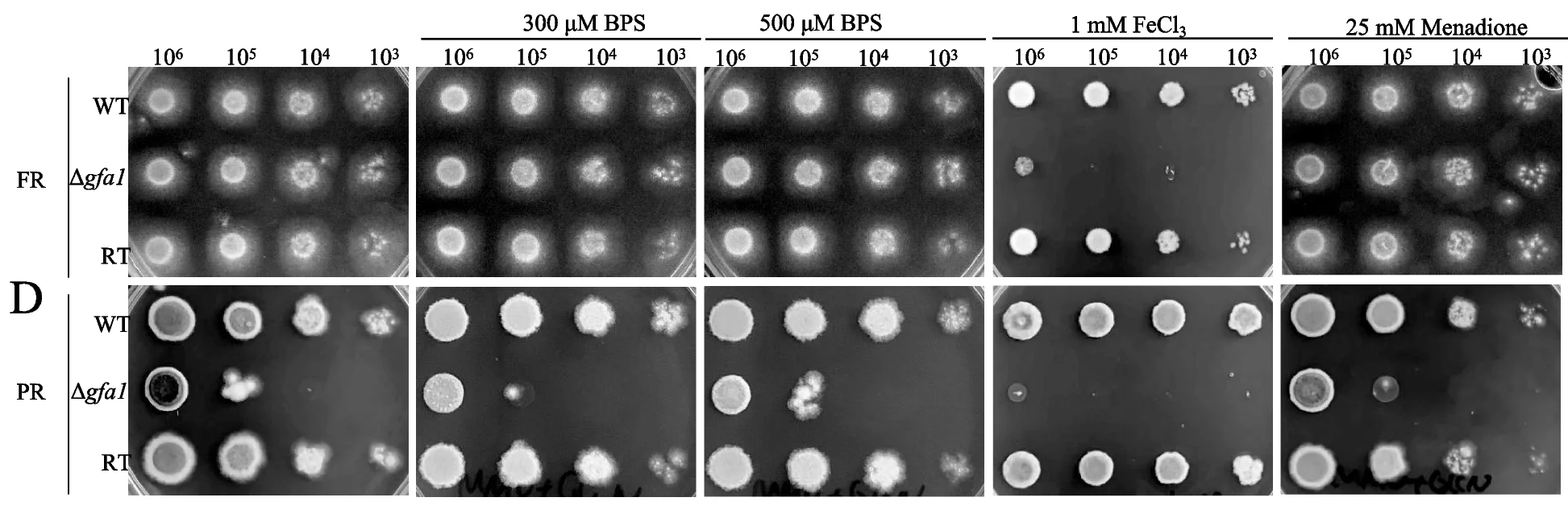Open access visualization of Gel, Conidia, FR Medium, BPS, FeCl3