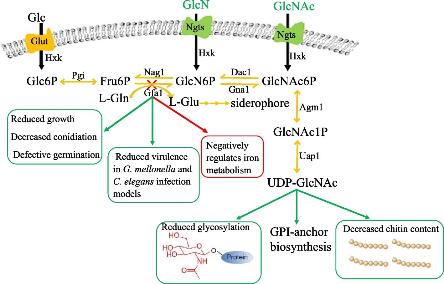 Open access visualization of Workflow, Flowchart, Chitin Biosynthesis, Cell Wall Integrity, Protein Glycosylation