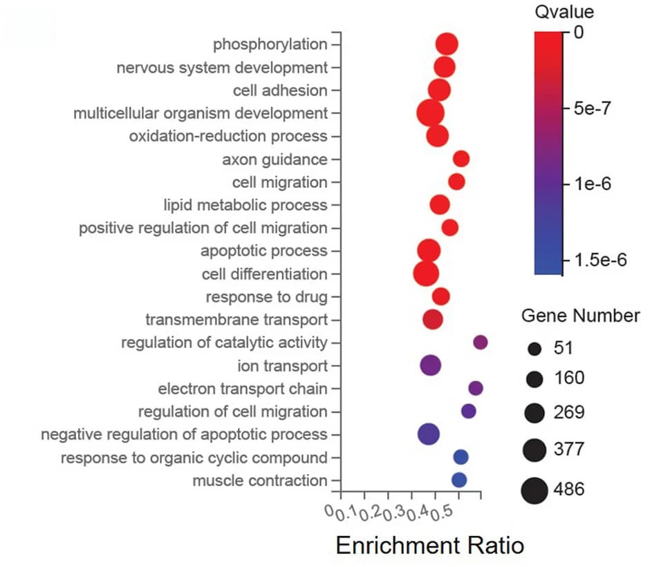 Open access visualization of Bubble Plot, Biological Processes, Differentially Expressed Genes, RPE Cell Cultures
