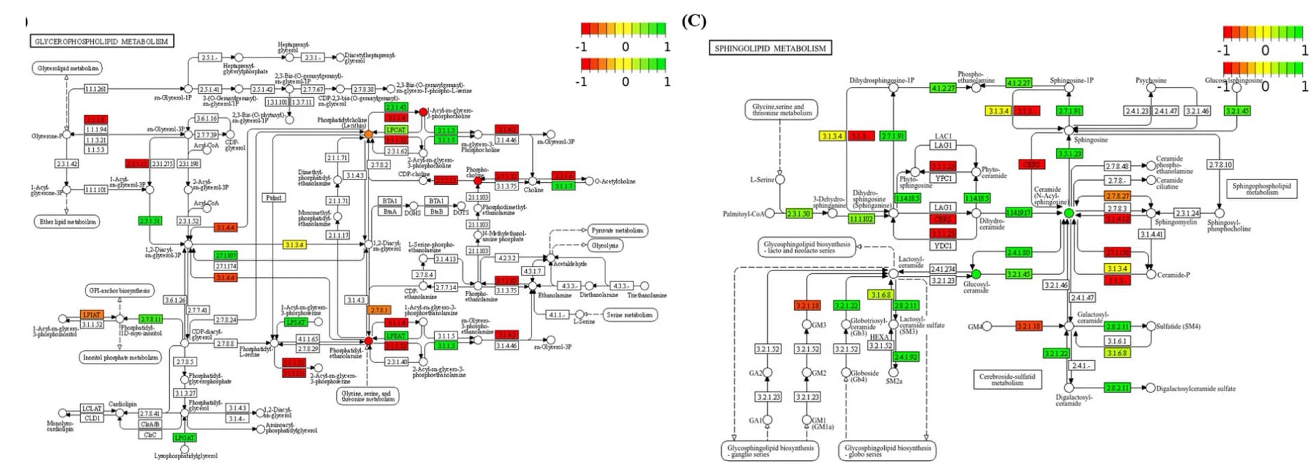 Open access visualization of Pathway, Glycerophospholipid, RPE Cells, Metabolic Pathway, Metabolites