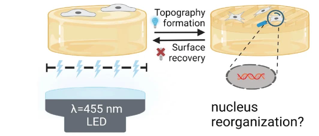 Open access visualization of Workflow, Illustration, Dynamic Topographies, Nucleus Morphology, Experiment