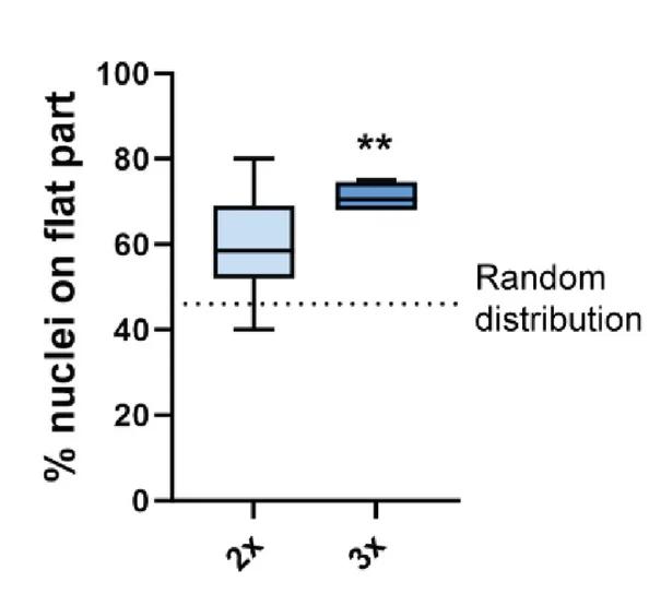 Open access visualization of Box Plot, Nucleus Fraction, Hydrogel, Box-and-Whiskers Plot, One-way ANOVA