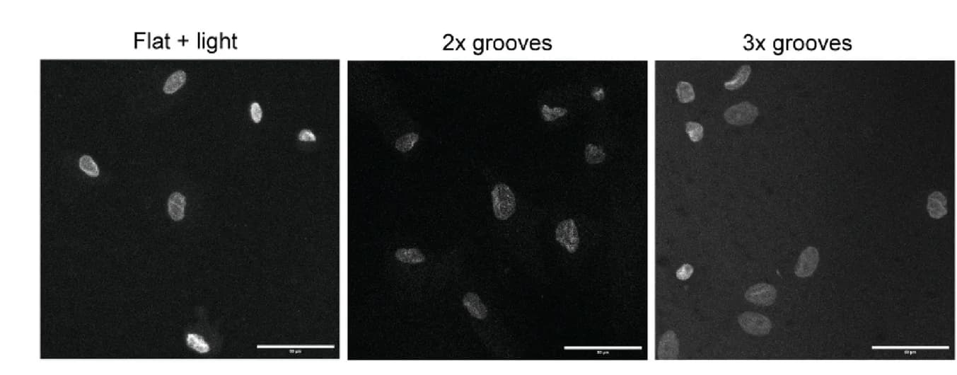 Open access visualization of Microscopy, Human Dermal Fibroblast Nuclei, DAPI, Topography Actuation Protocols, Topographical Changes