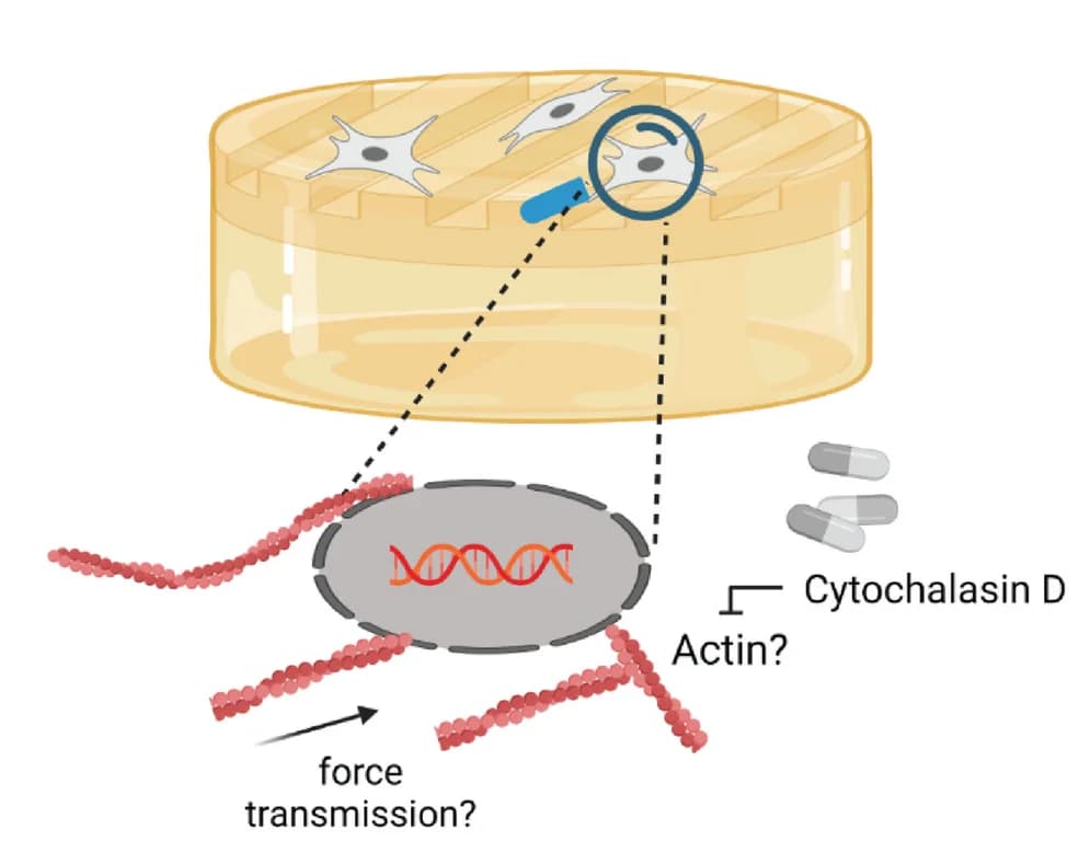 Open access visualization of Illustration, Workflow, Actin Fibers, Nuclear Mechanoprotection
