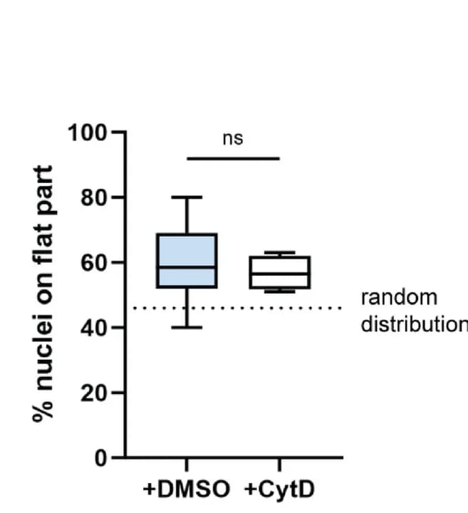 Open access visualization of Box Plot, CytD, Fibroblast Nuclei, Hydrogel