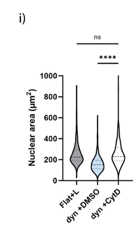 Open access visualization of Violin Plot, Nucleus Morphology, Nucleus Area, Solidity, Form Factor