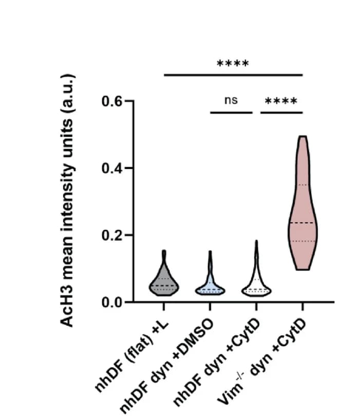 Open access visualization of Violin Plot, AcH3 Expression, CytD, Fibroblasts, Hydrogels