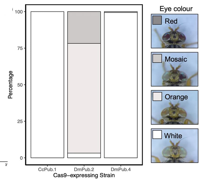 Open access visualization of Stacked Bar Plot, Photo, Stack Graph, Phenotypes, F1 Progeny