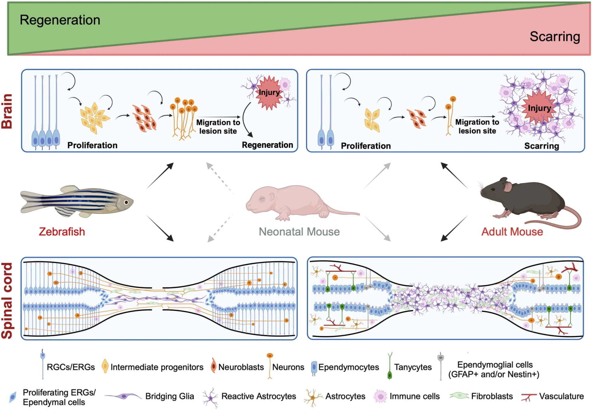 Open access visualization of Workflow, Illustration, Zebrafish, Mouse, Central Nervous System