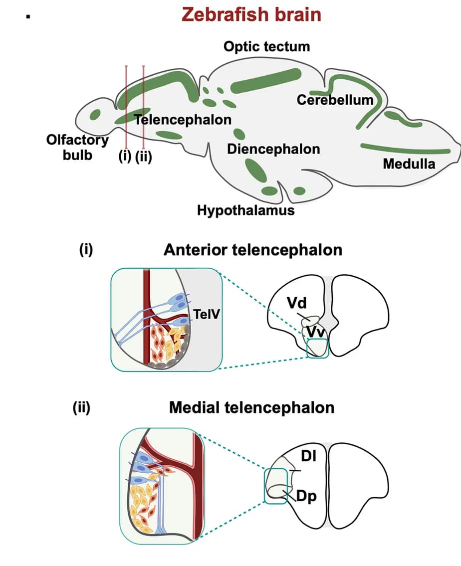 Open access visualization of Illustration, Zebrafish Brain, Neurogenic Niches, RGCs, Intermediate Progenitors