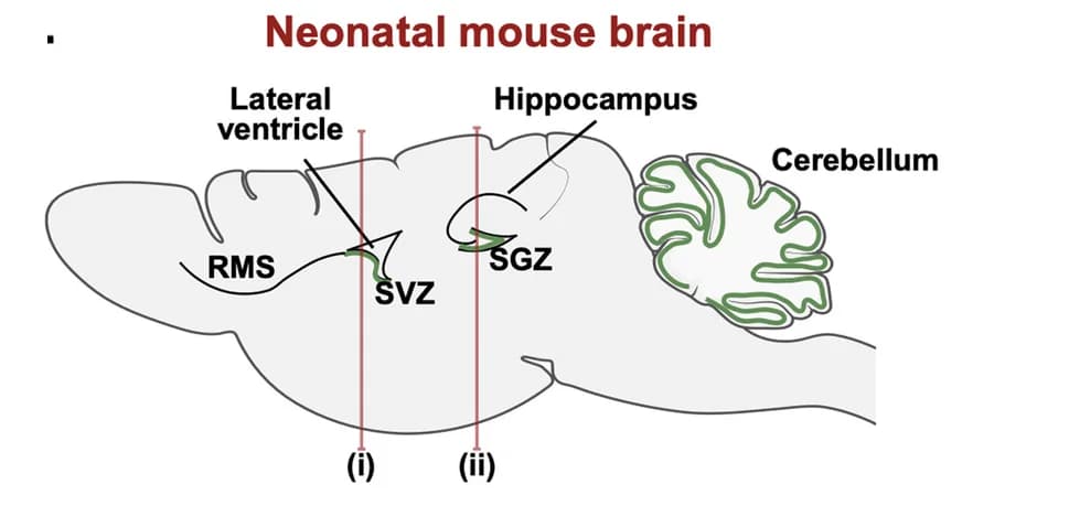 Open access visualization of Illustration, Neonatal Mouse Brain, Neurogenic Niches, RGCs, Intermediate Progenitors