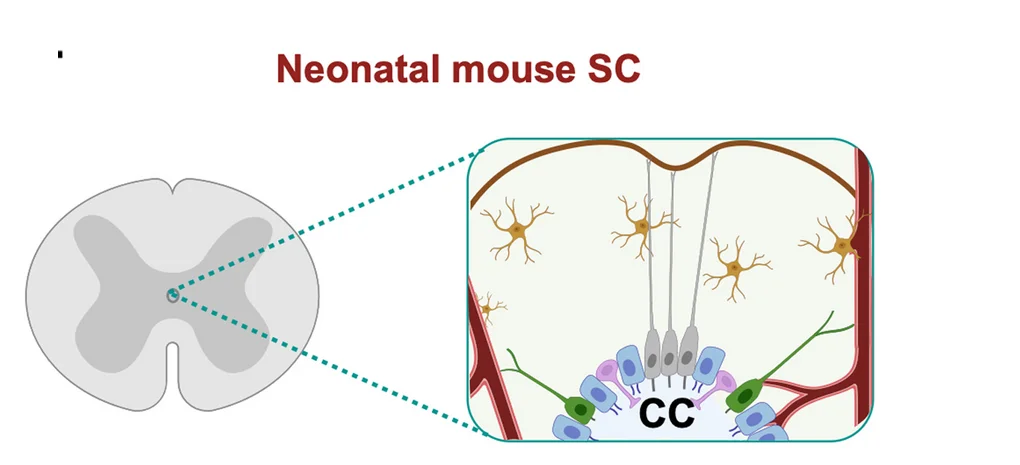 Open access visualization of Illustration, Neonatal Mouse Spinal Cord, Ependymocytes, Tanycytes, Ependymoglial Cells