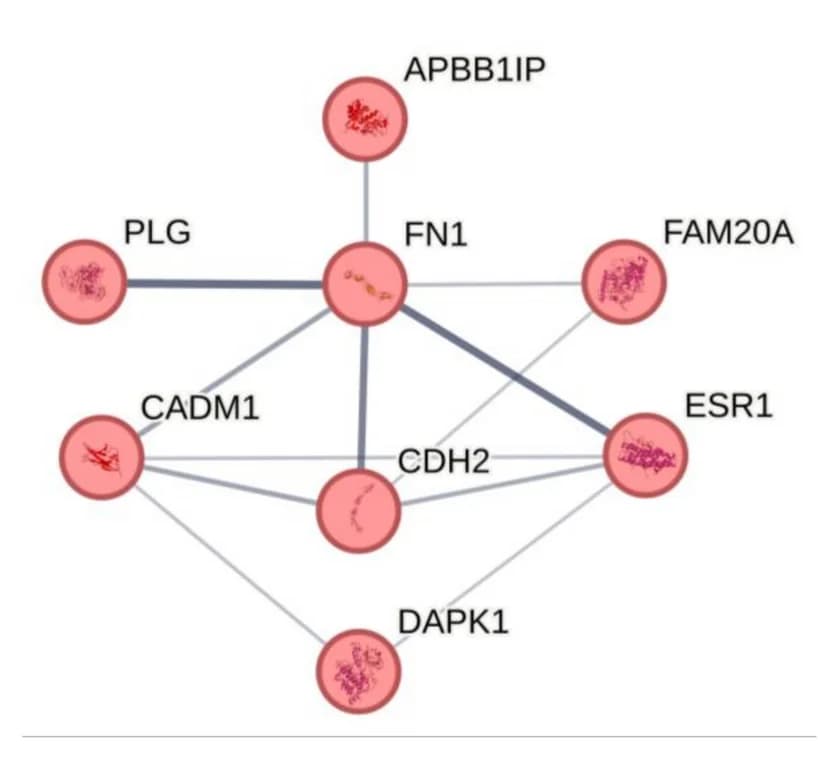 Open access visualization of Network, Pathway, Cadherin 2, Fibrinogen, Genes