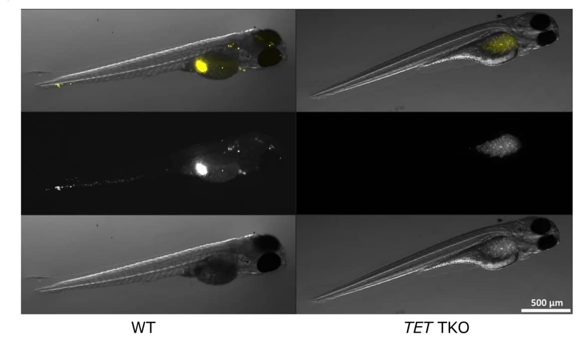 Open access visualization of Microscopy, Photo, Bright Field, Fluorescence, Larvae