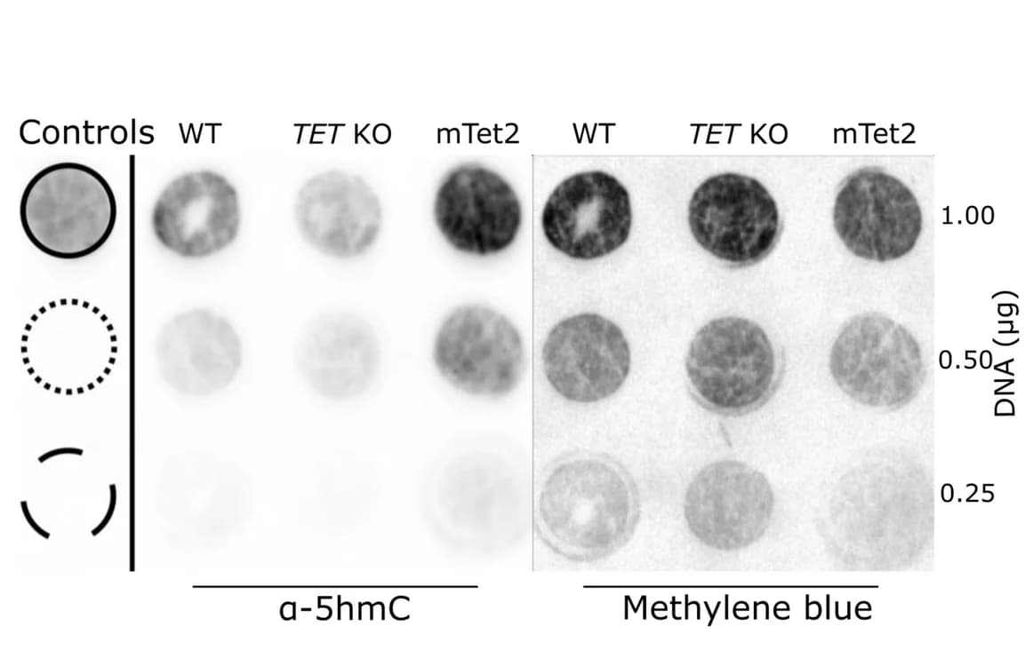Open access visualization of Gel, Immunoblots, 5hmC Levels, Rescue Cells, Nucleotide Standards