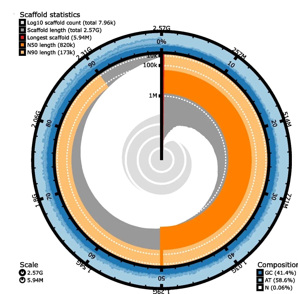 Open access visualization of Radar Chart, Genome Assembly, Leopard Seal, Mediterranean Monk Seal, Snail Plot
