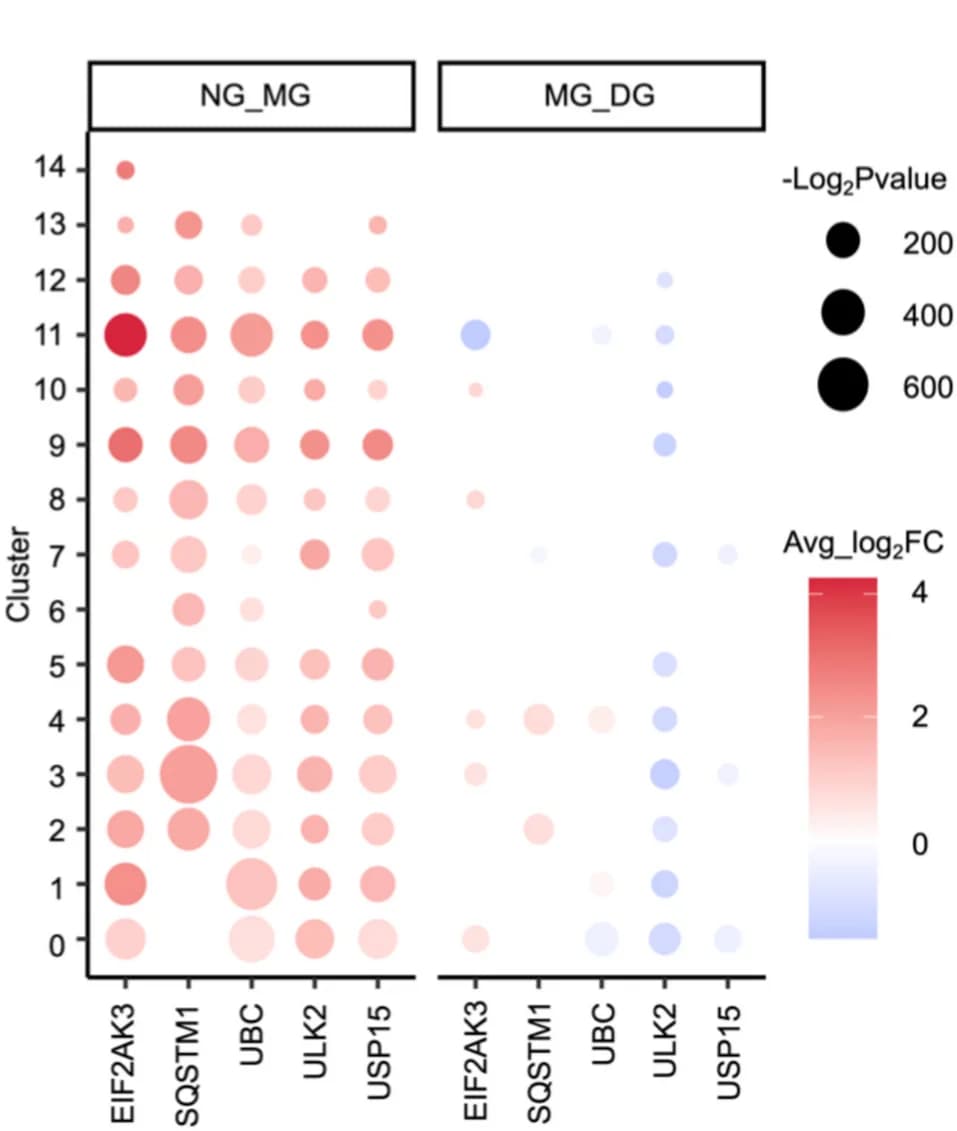 Open access visualization of Bubble Plot, Mitophagy, Marker Gene, Cell Clusters, Gene Expression