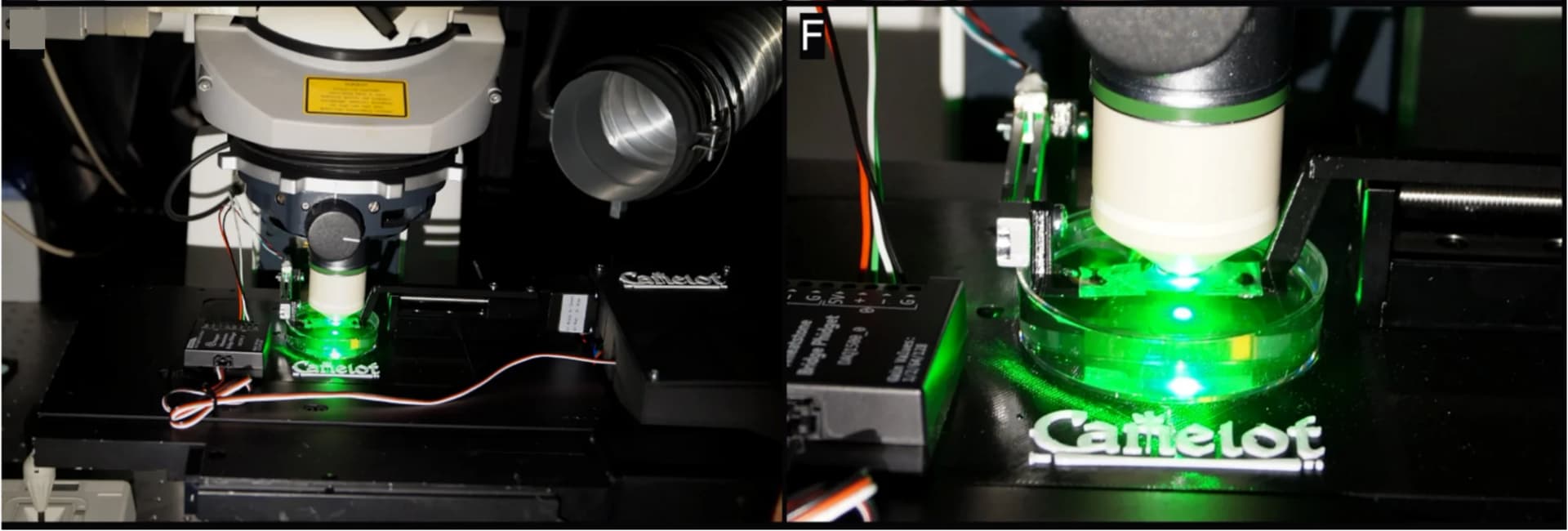 Open access visualization of Microscopy, Photo, Confocal Imaging, Sample, Green Fluorescence