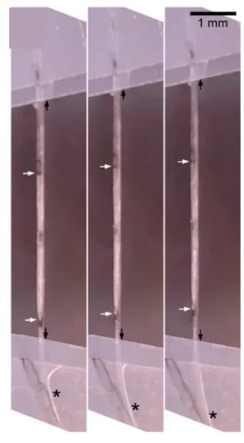 Open access visualization of Photo, Hypocotyl Images, Strain, Displacement, Slippage