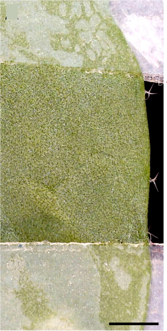 Open access visualization of Microscopy, Arabidopsis Leaf, Stretching, Tags
