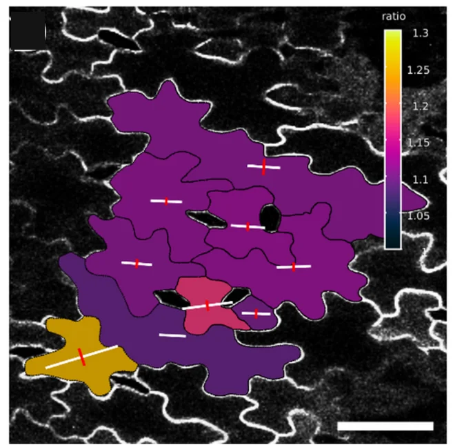 Open access visualization of Microscopy, Heatmap, Cell Deformation, MorphoGraphX, Cell Centroids