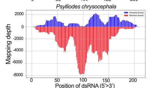 Open access visualization of Bar Plot, Histogram, siRNA, Beetles, P. chrysocephala