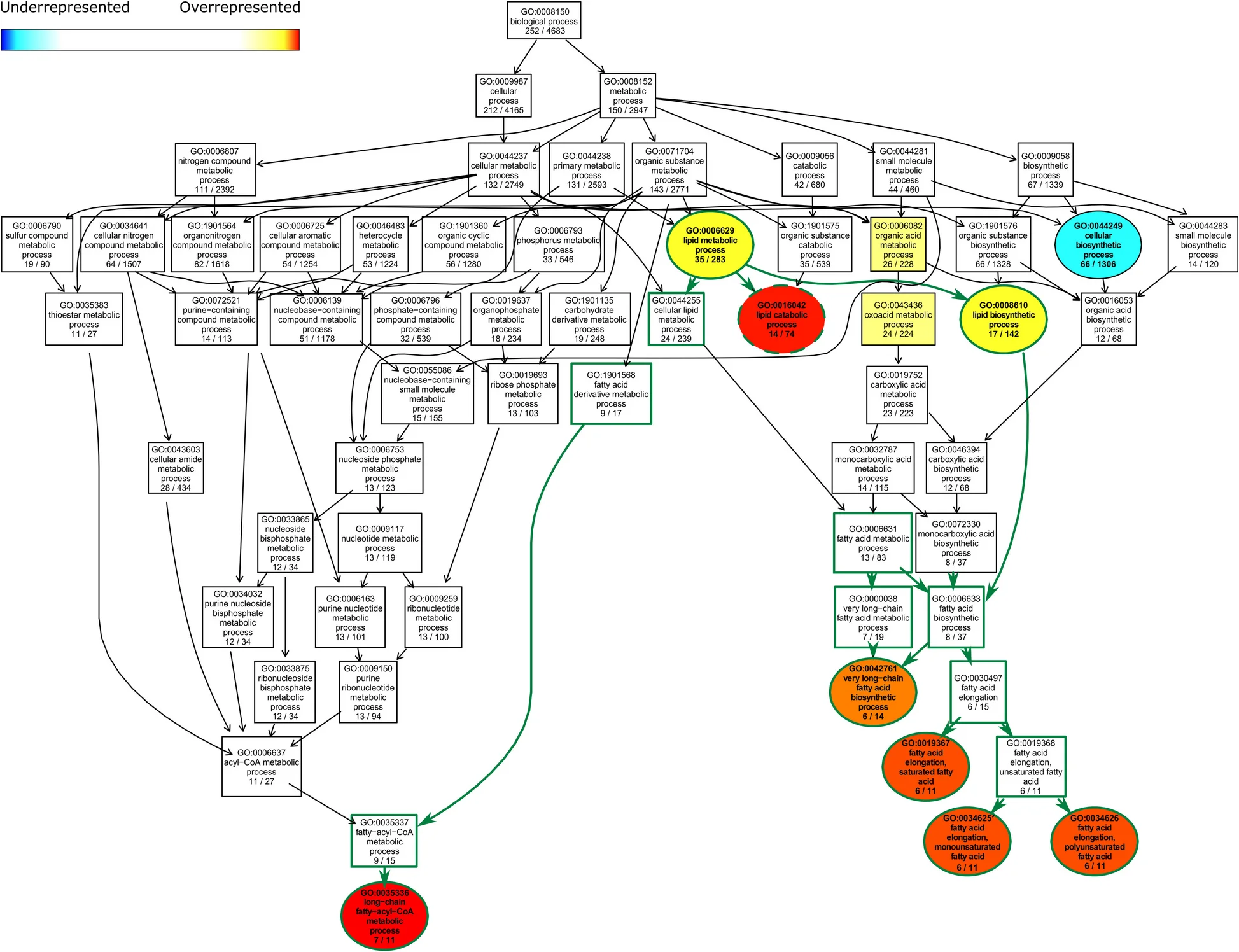 Open access visualization of Pathway, Lipid Metabolism, Gene Expression, D. prolongata, Directed Acyclic Graph