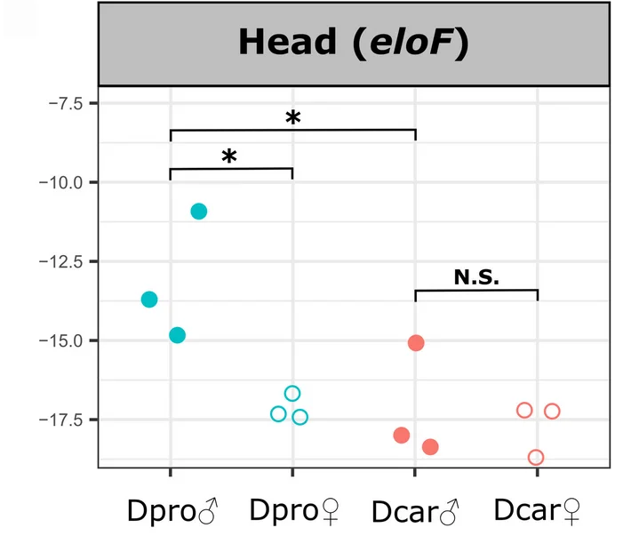 Open access visualization of Scatter Plot, Head Expression, eloF Expression, Male-biased, D. prolongata