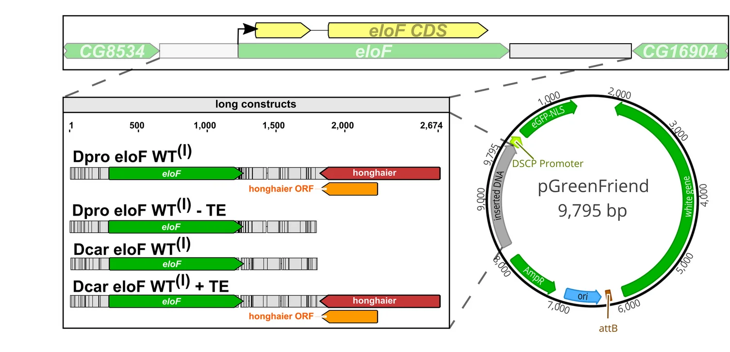 Open access visualization of Workflow, Illustration, eloF Locus, Transgenic Reporter, D. prolongata
