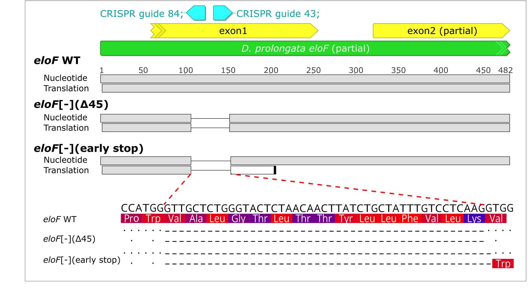 Open access visualization of Illustration, CRISPR, Mutant Strains, Deletion, Stop Codon