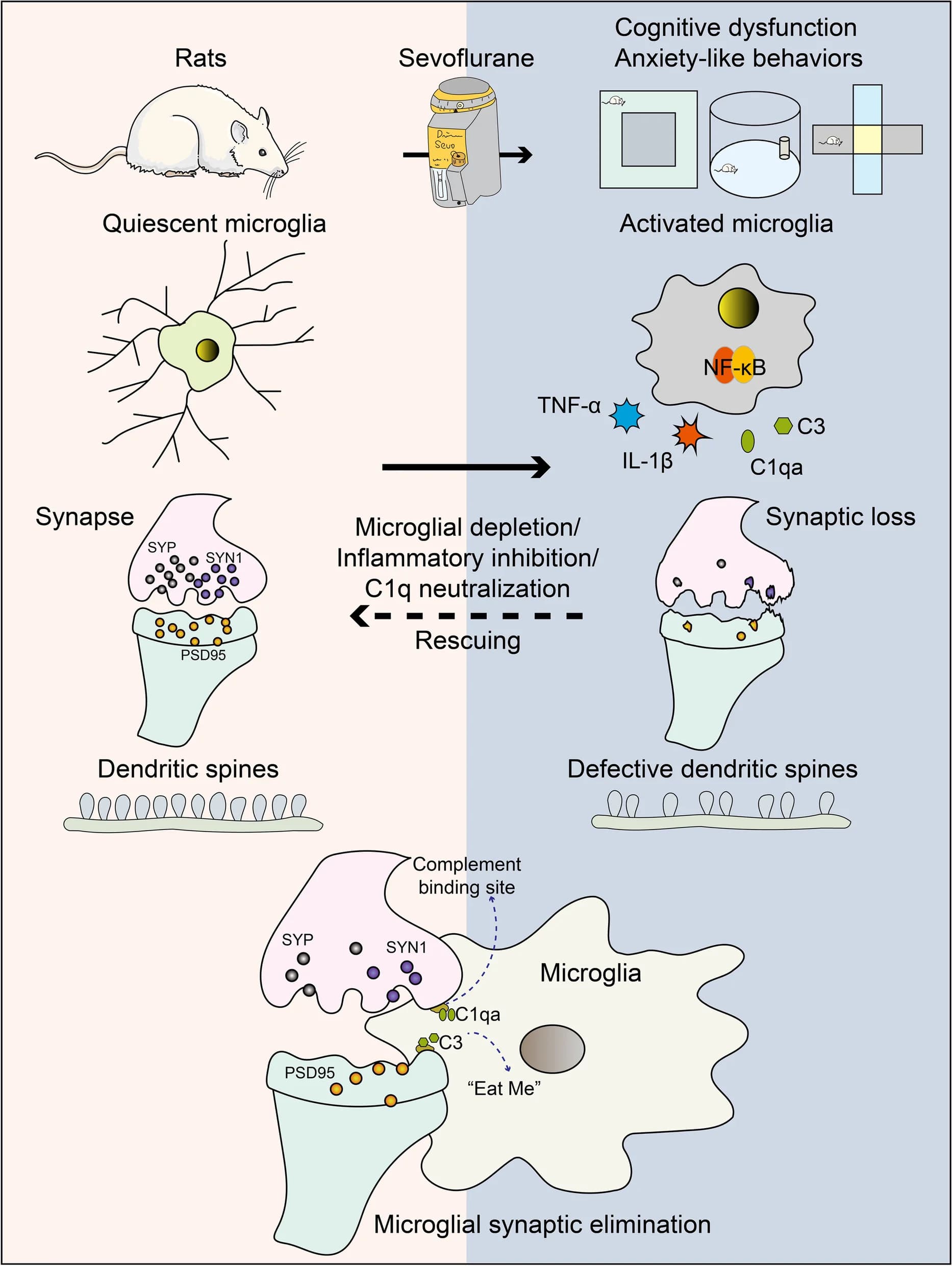 Open access visualization of Workflow, Illustration, Sevoflurane, Cognitive Impairment, Anxiety-like Behaviors
