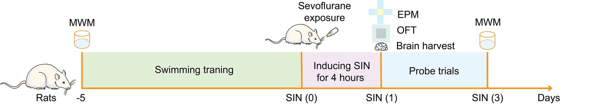 Open access visualization of Workflow, Illustration, Experiment schedule, Swimming training, Sevoflurane exposure