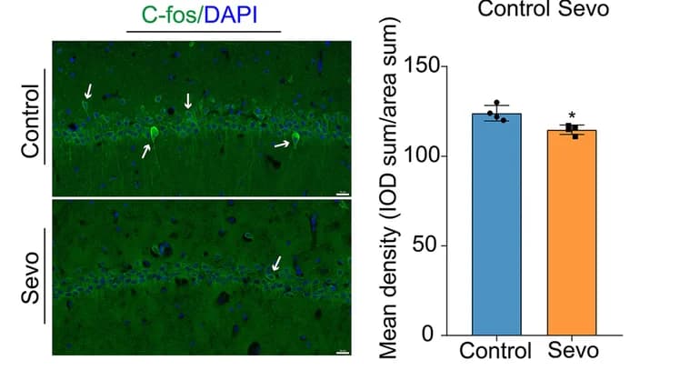 Open access visualization of Bar Plot, Error Bars, Prolonged Anesthesia, Neuronal Excitability, C-fos Expression
