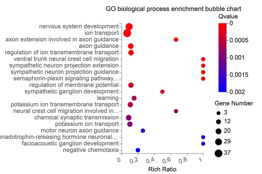 Open access visualization of Bubble Plot, GO Biological Process, Enrichment, Bubble Chart, Synaptic Pathways