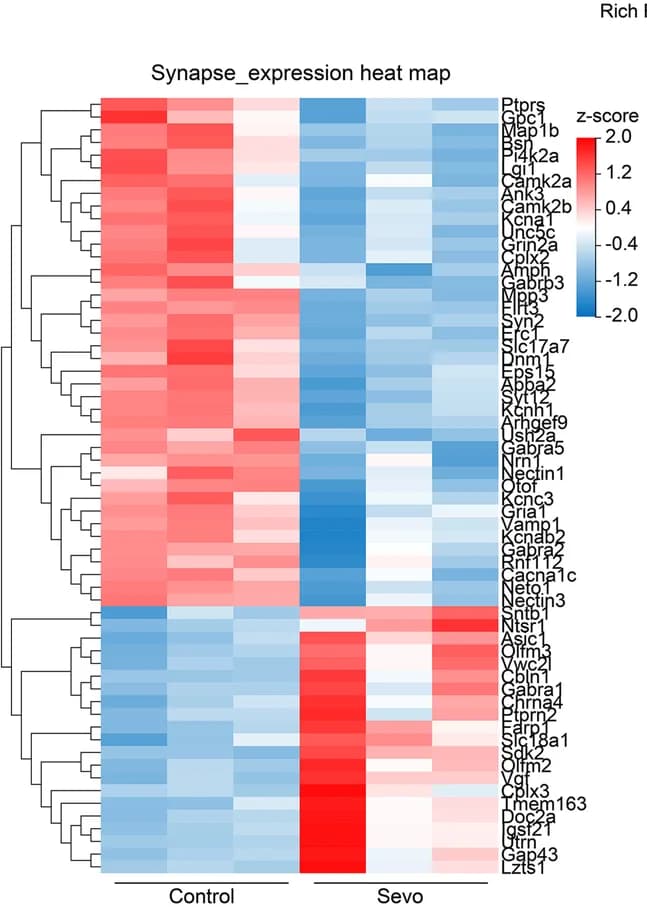 Open access visualization of Heatmap, Clustered, Expression Heat Map, DEGs, Synapse