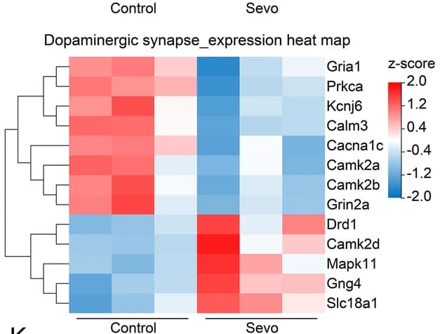 Open access visualization of Heatmap, Clustered, Expression Heat Map, DEGs, Dopaminergic Synapse