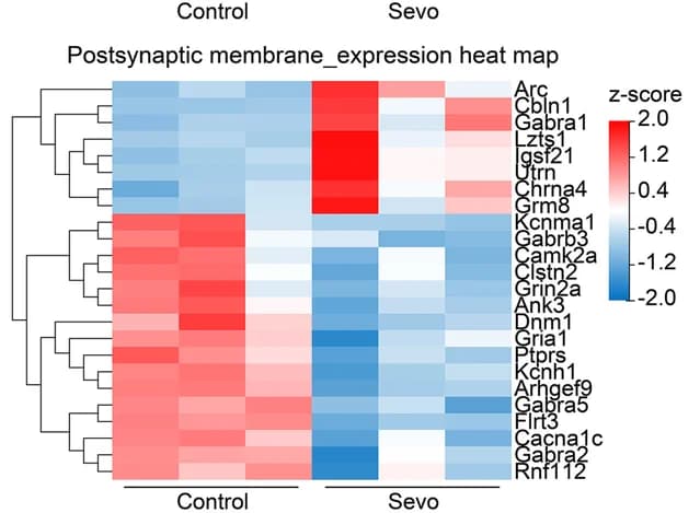 Open access visualization of Heatmap, Clustered, Expression Heat Map, DEGs, Postsynaptic Membrane