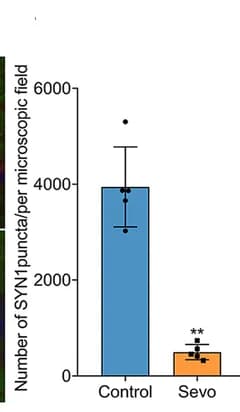 Open access visualization of Bar Plot, Error Bars, Synaptic Density, Hippocampal CA1 Region, Synapse
