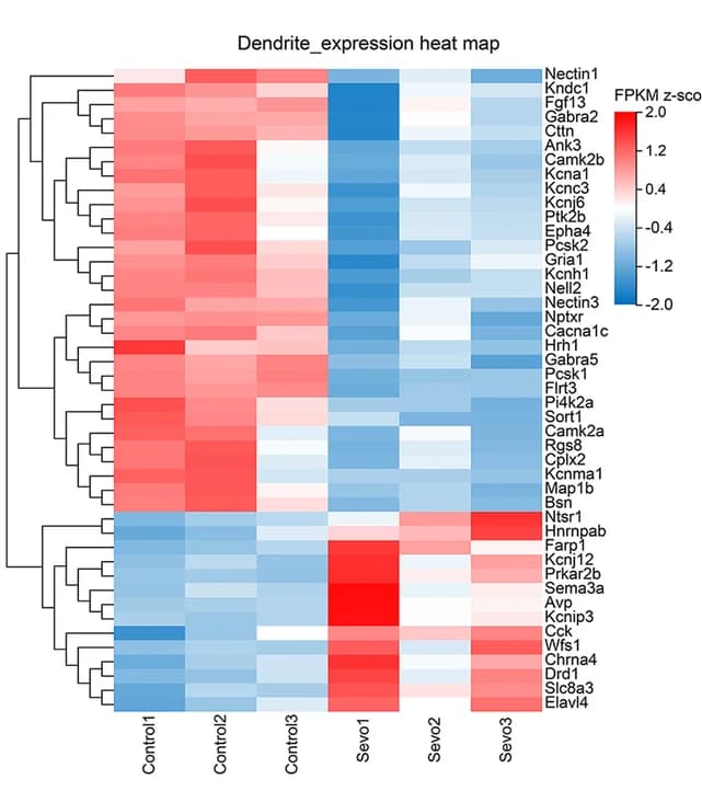 Open access visualization of Heatmap, Clustered, Anesthesia, Gene Expression, Dendrite