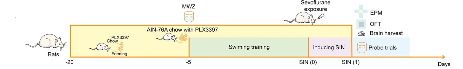 Open access visualization of Workflow, Illustration, Experiment Schedule, PLX3397, Rats