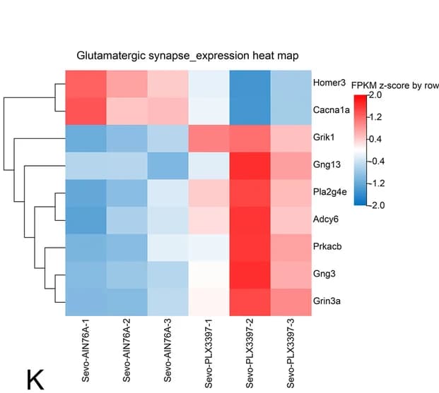 Open access visualization of Heatmap, Clustered, Expression Heatmap, DEGs, Glutamatergic Synapse