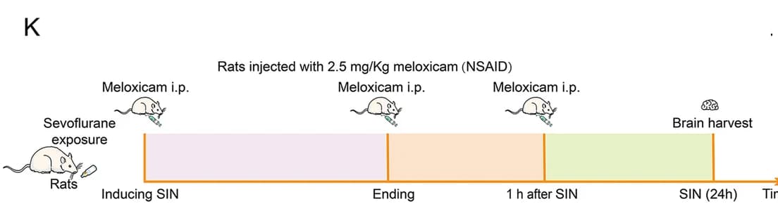 Open access visualization of Workflow, Illustration, Neuroinflammatory Inhibition, Complement, Synaptic Elimination