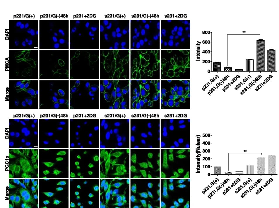Open access visualization of Bar Plot, Microscopy, Immunofluorescence Assay, Nuclear-translocated PGC1α, PMCA expression