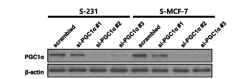 Open access visualization of Gel, Immunoblot analysis, PGC1alpha, PMCA, PGC1alpha knockdown