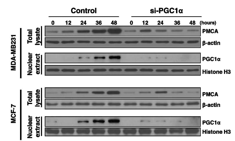 Open access visualization of Gel, Immunoblot analysis, PGC1alpha, PMCA, PGC1alpha Knockdown