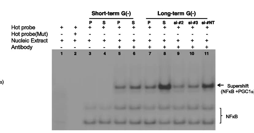 Open access visualization of Gel, EMSA, HNF4alpha, NFkappaB, Transcriptional Coactivator